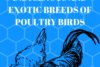 WEIGHT GAIN BETWEEN THE INDIGENOUS AND EXOTIC BREEDS OF POULTRY BIRDS