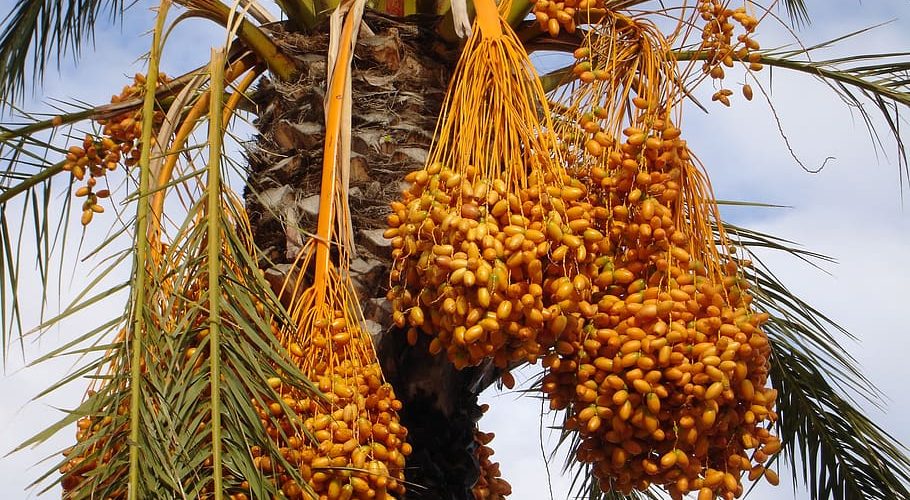 samanee-edible-date-palm-tree-rare-phoenix-dactylifera-yellow-dates-8-seeds