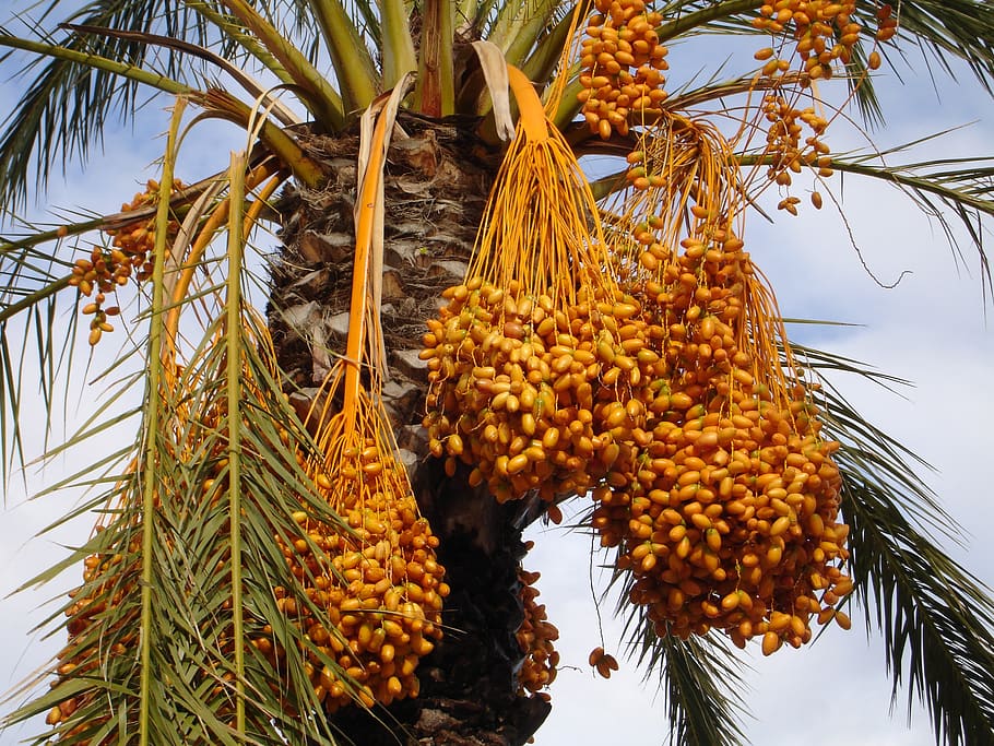 Date Palm (Phoenix dactylifera) with date fruits (Dabino)