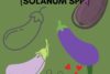 MOLECULAR CHARACTERIZATION OF EGGPLANT (Solanum spp.)